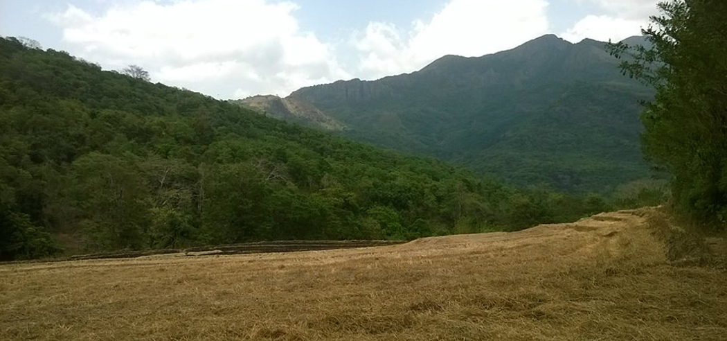 Dry paddy field  during dry season